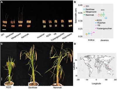 Frontiers | Whole Genome Resequencing Of 20 Accessions Of Rice ...